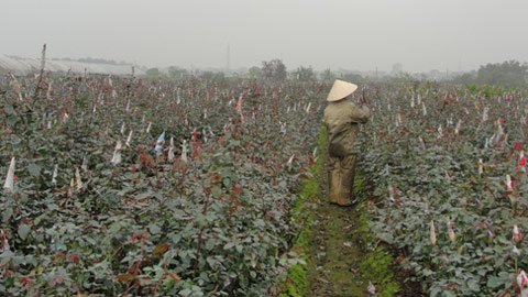 hat giong hoa, hạt giống hoa, hat giong hoa chat luong cao, hạt giống hoa chất lượng cao, hoa trong chau, hoa trồng chậu. hoa trong tham, hoa trồng thảm, hoa Tet. hoa Tết, hoa ngay valentin, hoa ngày Valentin,